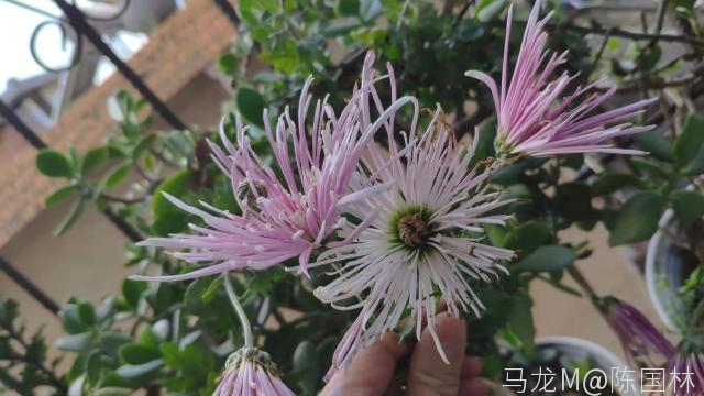 家中阳台秋菊开（图文：陈国林）