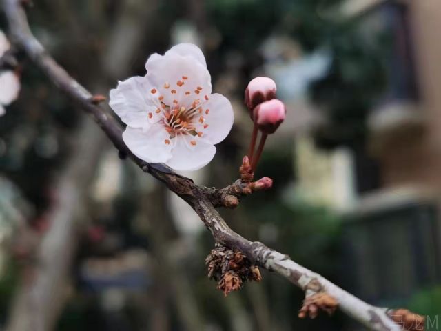 春满花枝（组图）