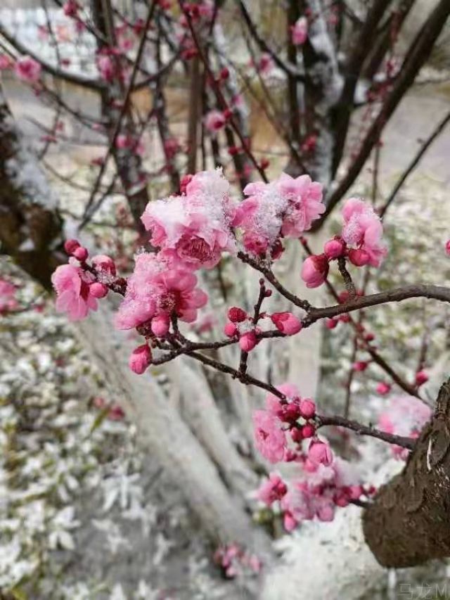 春雪文图/王乔书